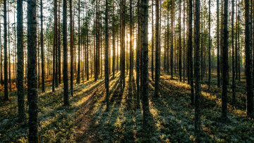 Картинка природа лес деревья