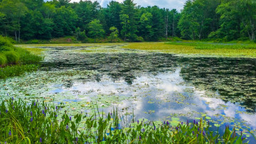 Картинка природа реки озера озеро лес деревья пейзаж