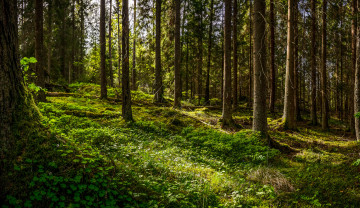 Картинка природа лес деревья