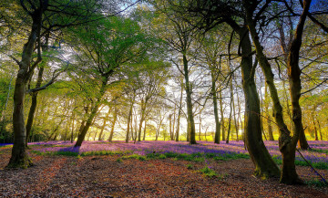 Картинка природа лес деревья