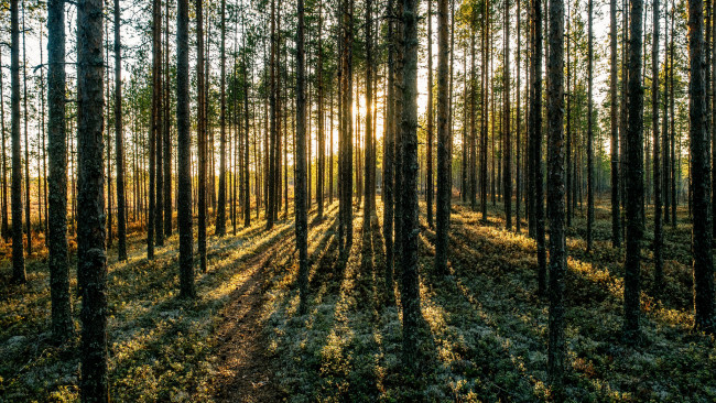 Обои картинки фото природа, лес, деревья