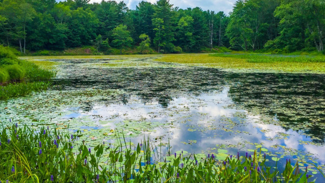 Обои картинки фото природа, реки, озера, озеро, лес, деревья, пейзаж