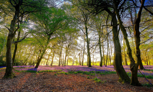 Обои картинки фото природа, лес, деревья