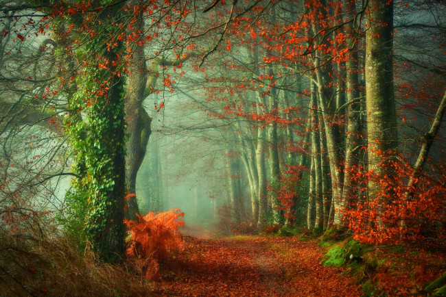 Обои картинки фото природа, лес, осень