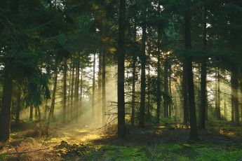 Картинка природа лес простор