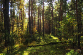 Картинка природа лес простор