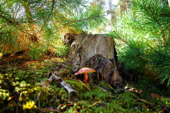 Картинка природа лес простор