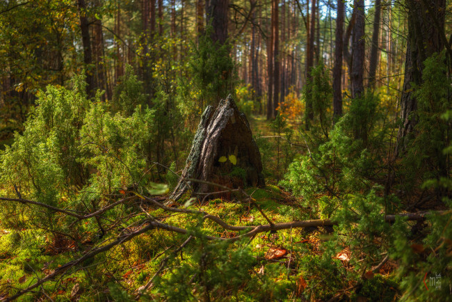 Обои картинки фото природа, лес, простор