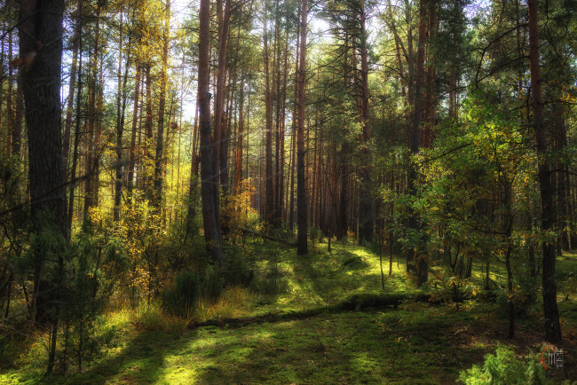 Обои картинки фото природа, лес, простор