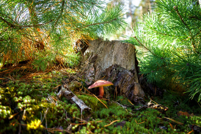 Обои картинки фото природа, лес, простор