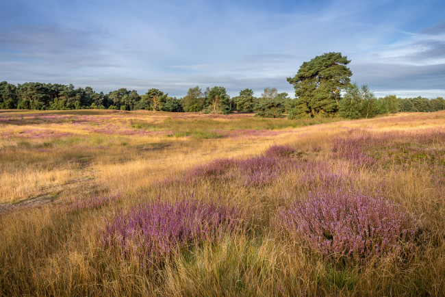 Обои картинки фото природа, луга, простор