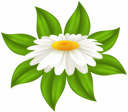 Картинка векторная+графика цветы+ flowers цветы фон