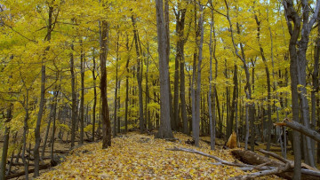 Картинка природа лес осень