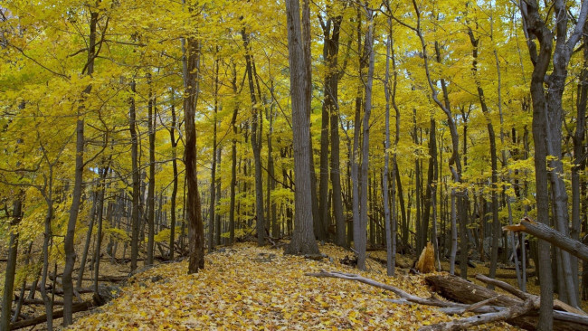 Обои картинки фото природа, лес, осень