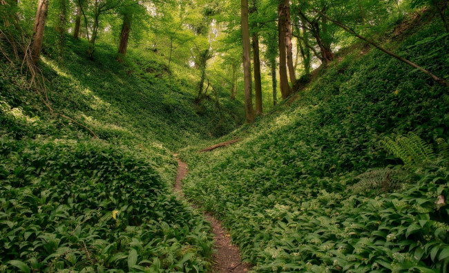 Обои картинки фото природа, лес, тропинка