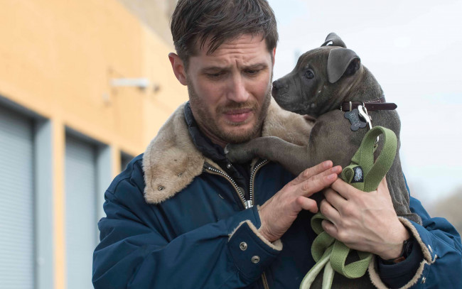 Обои картинки фото кино фильмы, the drop, том, харди