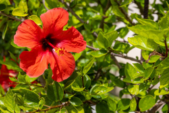 обоя цветы, гибискусы, алый, гибискус, макро