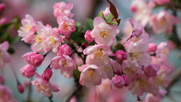 Картинка цветы цветущие+деревья+ +кустарники весна