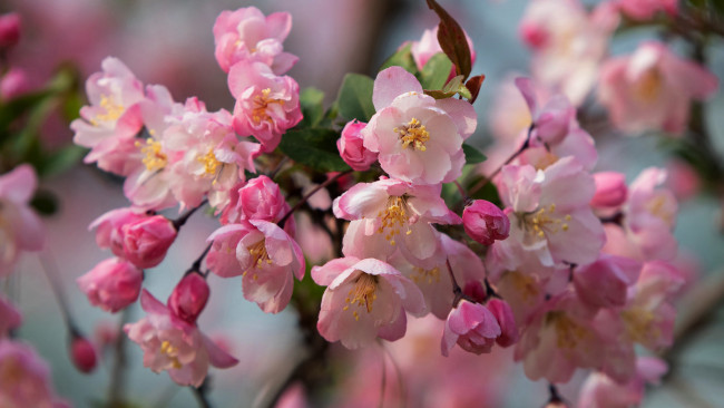 Обои картинки фото цветы, цветущие деревья ,  кустарники, весна