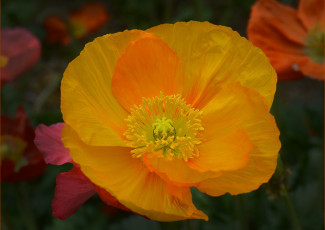 обоя цветы, маки, цветок