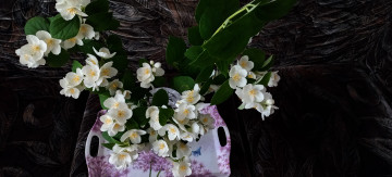 обоя цветы, жасмин, листья, белый