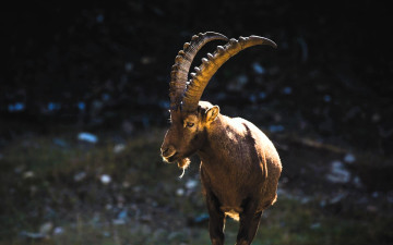 Картинка животные козы козел горыный камни