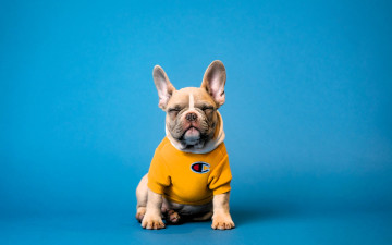 Картинка животные собаки собака бульдог футболка