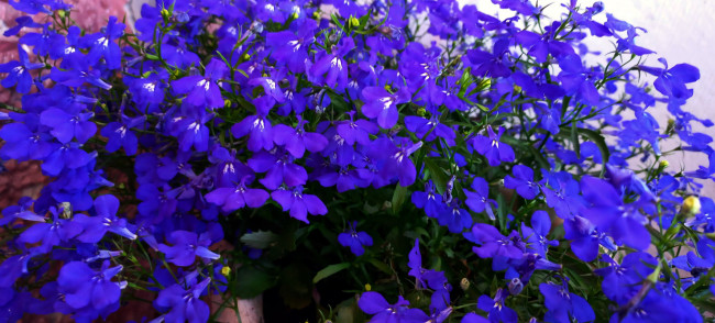 Обои картинки фото цветы, лобелии, синий