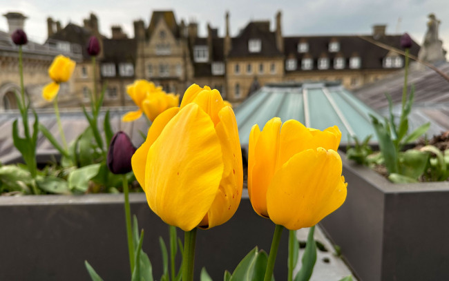 Обои картинки фото цветы, тюльпаны, желтые, фон