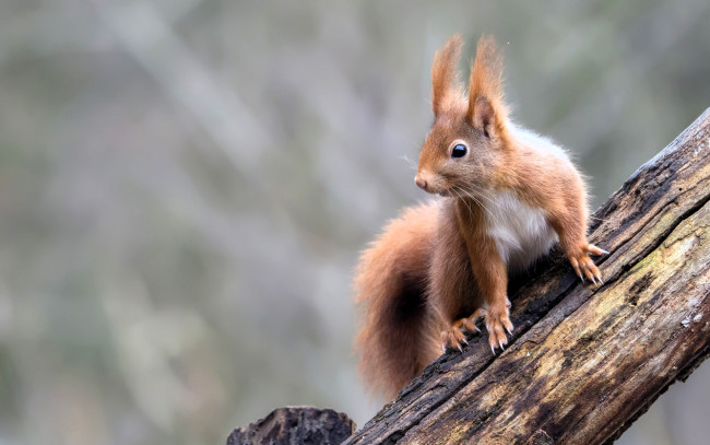 Обои картинки фото животные, белки, белка, бревно
