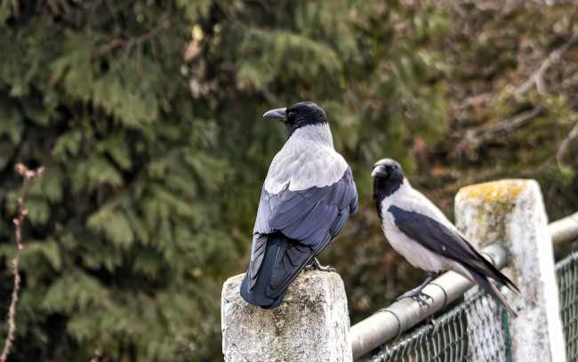 Обои картинки фото животные, вороны,  грачи,  галки, пара, ограда, деревья