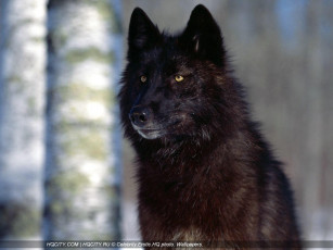 Картинка животные волки