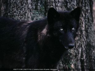 Картинка животные волки