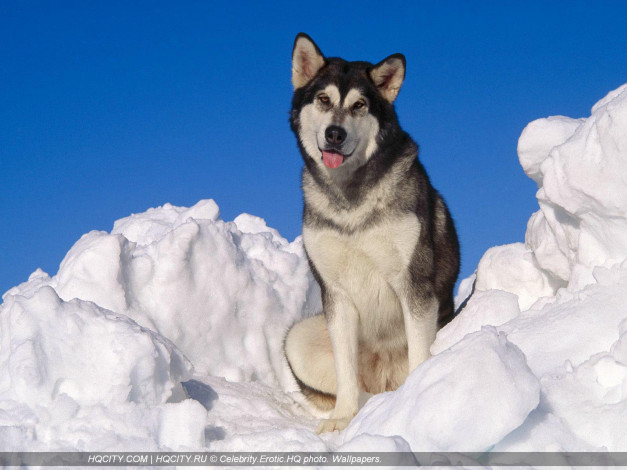 Обои картинки фото животные, собаки