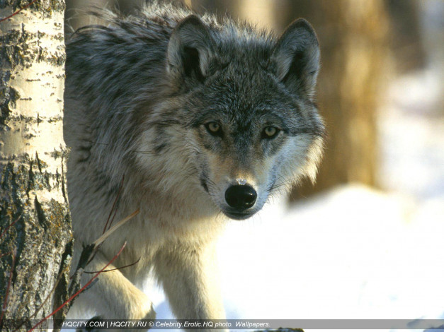 Обои картинки фото животные, волки