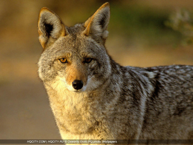 Обои картинки фото животные, волки