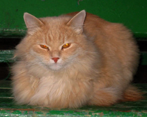 Картинка животные коты