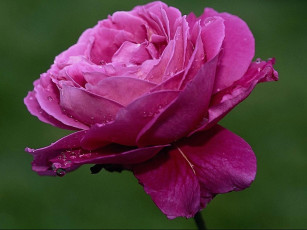 Картинка цветы розы