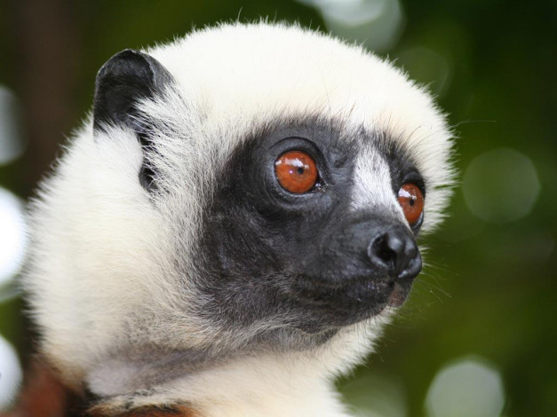 Обои картинки фото животные, лемуры