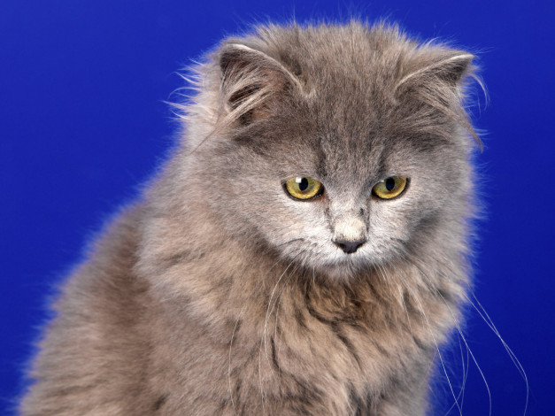 Обои картинки фото животные, коты