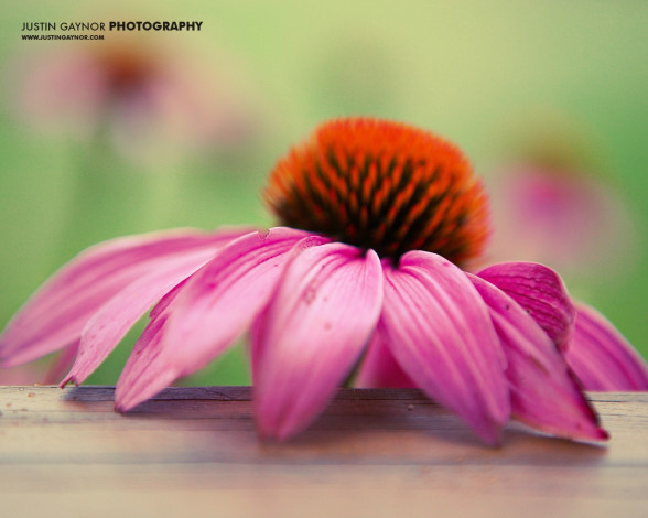 Обои картинки фото цветы, эхинацея