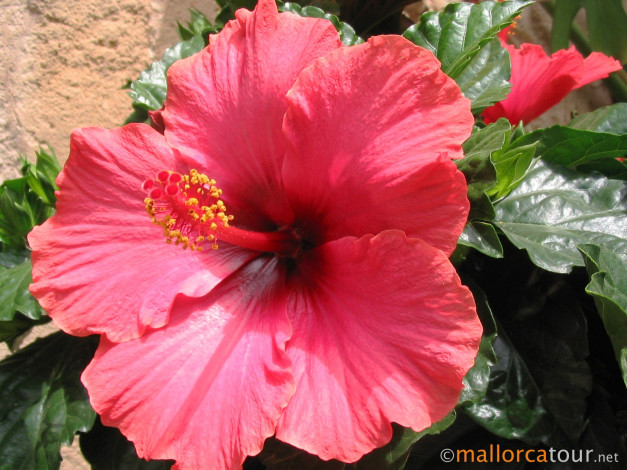 Обои картинки фото цветы, гибискусы