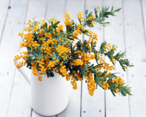 Картинка мимоза цветы