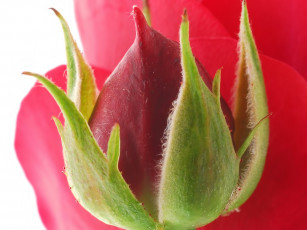 Картинка цветы розы