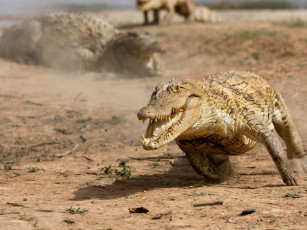 Картинка животные крокодилы