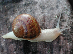 Картинка животные улитки