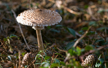 Картинка природа грибы