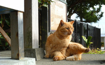 Картинка животные коты