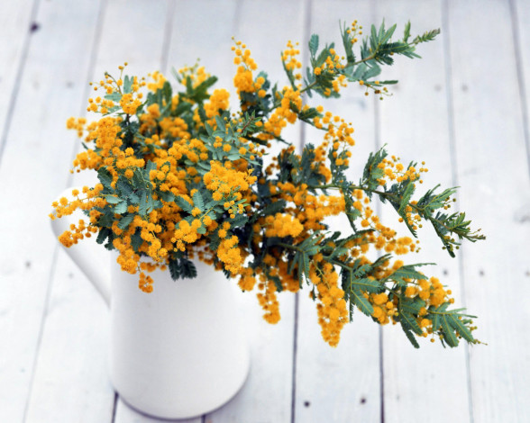 Обои картинки фото мимоза, цветы