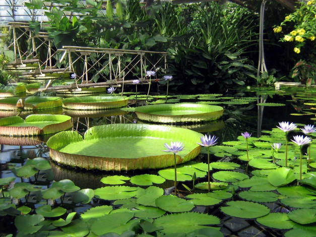 Обои картинки фото цветы, лилии, водяные, нимфеи, кувшинки